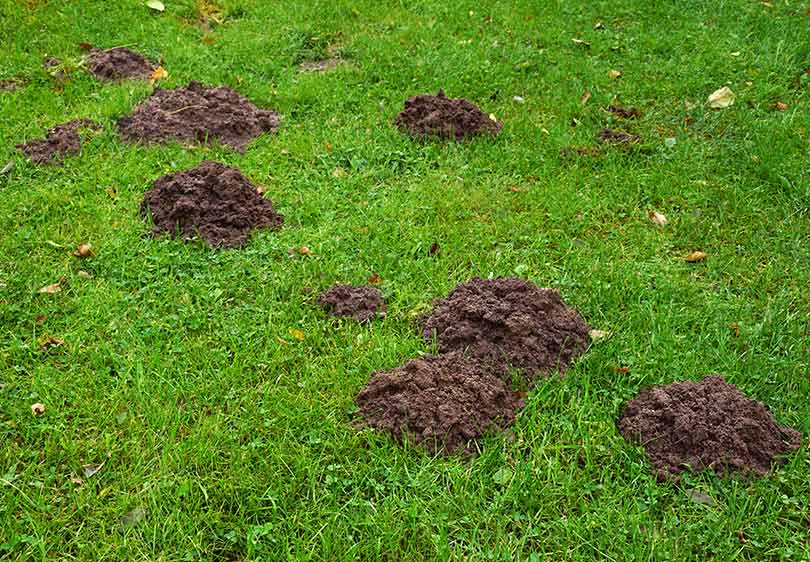 Gopher Mounds On Lawn